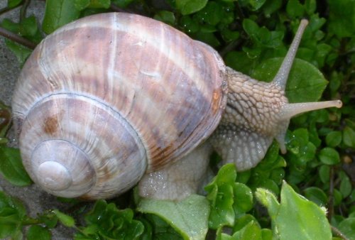 Weinbergschnecke