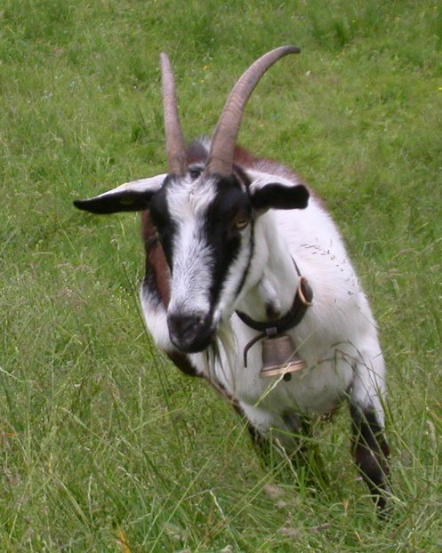 Ziege - Goat